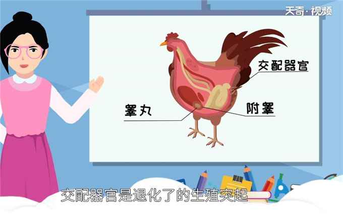 鸡怎么受精(公鸡是没有外在突出体外的生殖器官的)