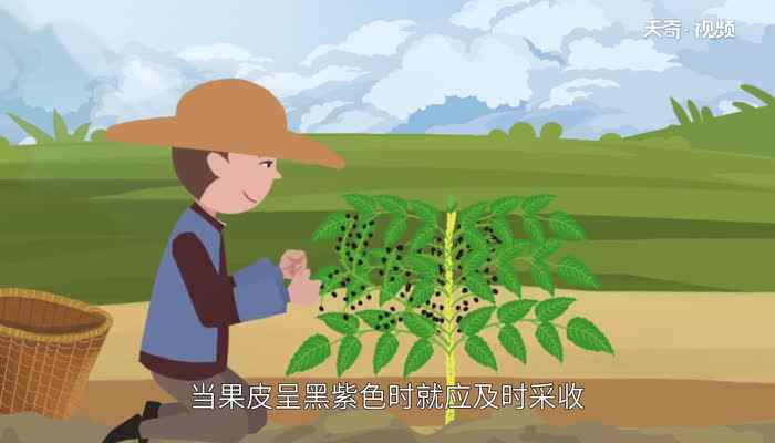 鸦胆子是什么东西 什么是鸦胆子