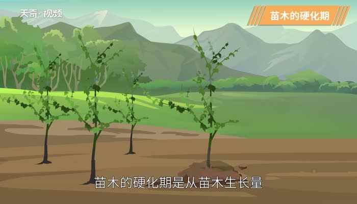 植物的生长过程(通常进行播种的植物生长的四个过程)