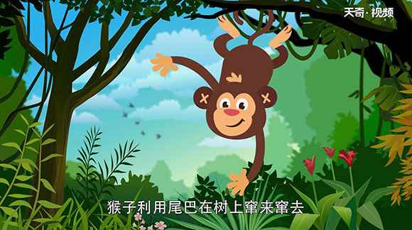 动物的尾巴有什么作用(动物的尾巴有什么作用呢)