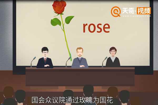 美国国花是什么(你知道美国的国花是什么吗)