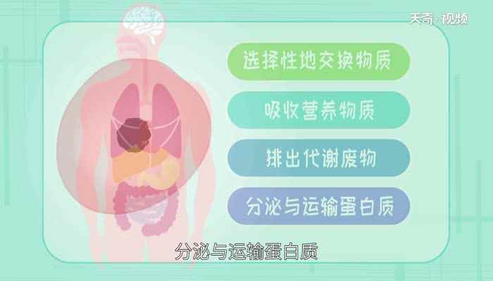 细胞膜的主要成分(细胞膜主要是由磷脂构成的富有弹性的半透性膜)