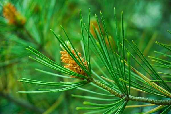 柏树叶煮水的功效与作用(凉血止血、降血压、治疗咳嗽)