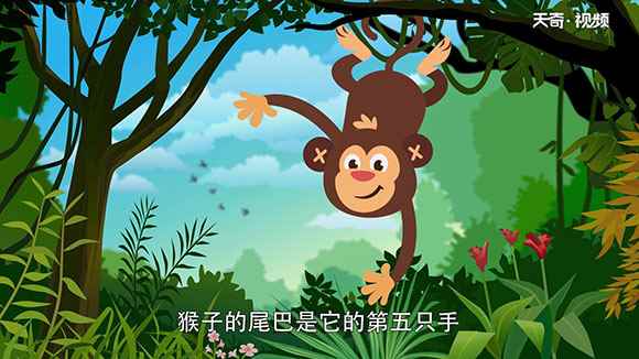 猴子的尾巴有什么作用