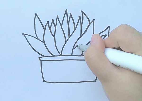 芦荟简笔画(芦荟怎么涂才好看花盆涂满)