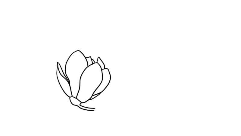 玉兰花简笔画大全(玉兰花画出一朵花的轮廓)