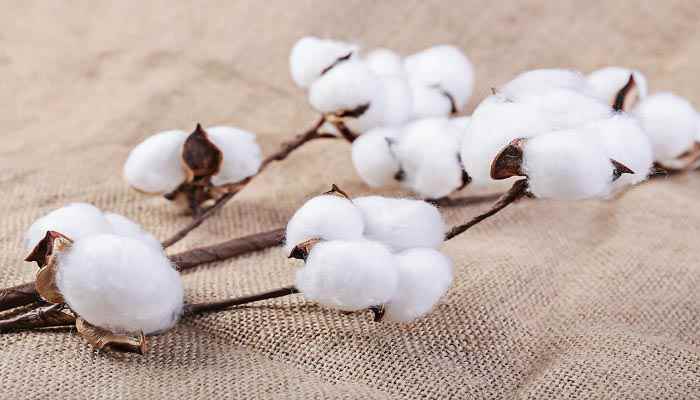 棉花有哪些用途一年级(棉花的主副产品都有较高的利用价值)