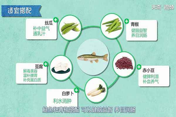 鲢鱼的功效与作用(鲢鱼适合与哪些食物进行搭配)