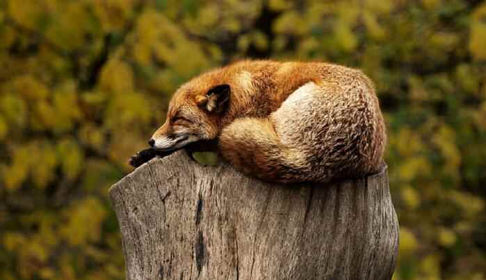 狐狸打猎人的故事内容 狐狸打猎人的故事