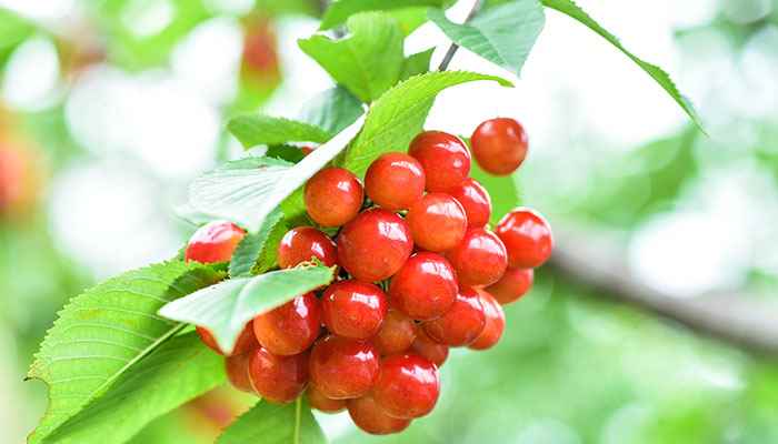 十大低糖水果排行榜 低糖水果排行榜