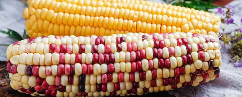 彩色玉米是转基因吗,彩色玉米品种有哪些(彩色玉米是转基因吗不是)