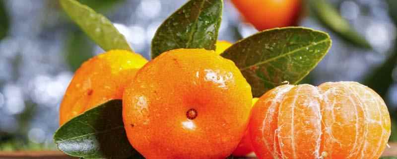 烤橘子的功效与作用禁忌,烤橘子治咳嗽感冒有效吗