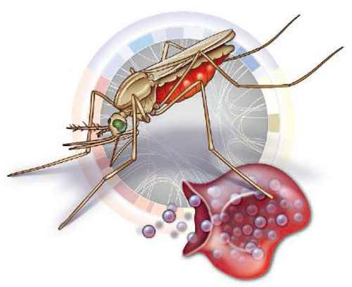 疟疾的传播途径是什么(疟疾主要是通过什么传播的疟疾)