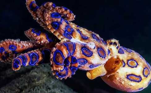 蓝环章鱼熟了还有毒吗