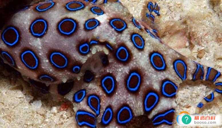如何分辨蓝环章鱼和普通章鱼