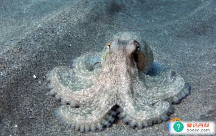 如何分辨蓝环章鱼和普通章鱼