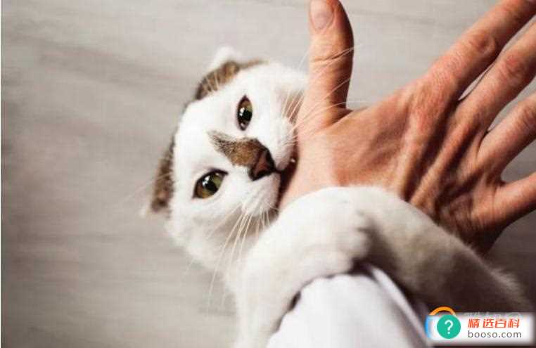 被两个月的小奶猫抓破皮了要打针吗(被小猫咪抓破皮了怎么办)