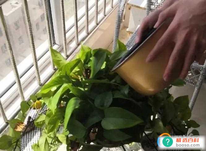 奶粉可以做哪些美食(利用奶粉可以制作雪糕吗)