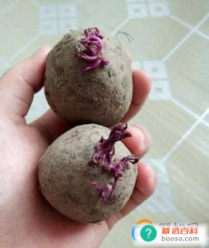 孕妇吃了发芽的紫薯会怎样(紫薯发芽了可以吃吗)