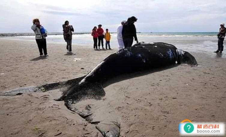 鲸鱼为什么总是会搁浅海滩