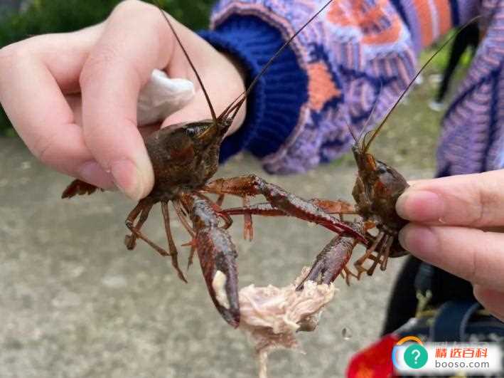小龙虾如何快速去除虾线(如何去除小龙虾的虾线)