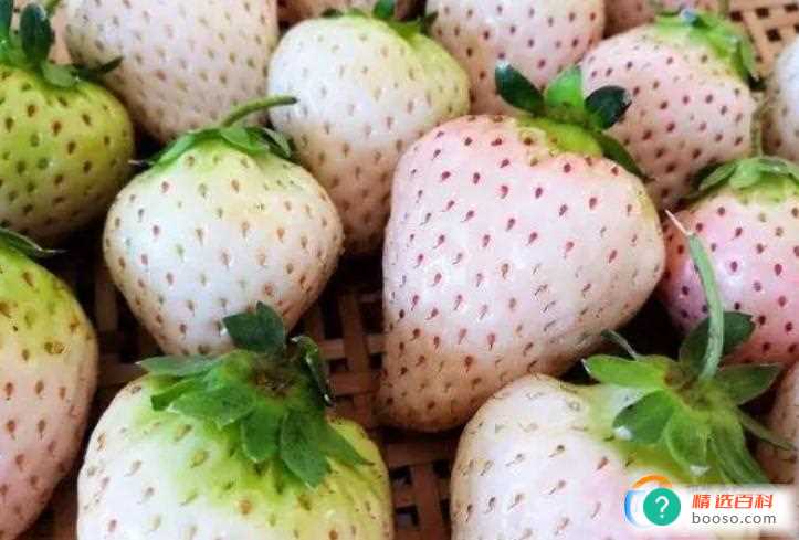 草莓被压白了可以吃吗(草莓被压坏了还能吃吗)