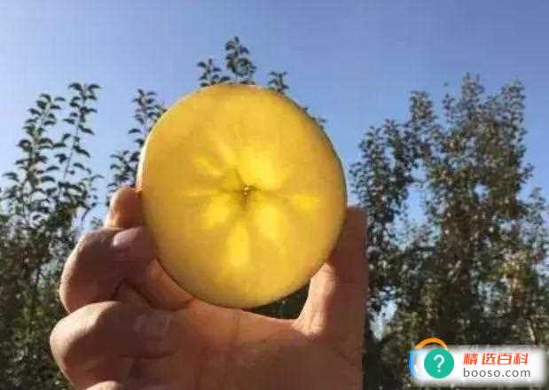 冰糖心苹果是特殊的品种吗(吃冰糖心苹果有危害吗)