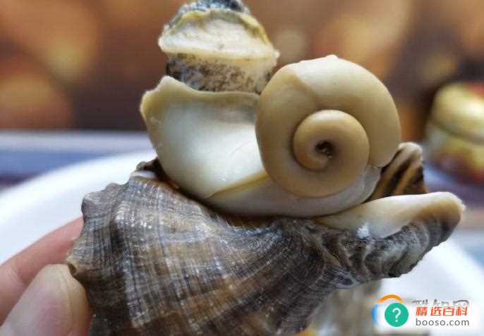 蒸海螺有股臭味正常吗(吃海螺的注意事项)