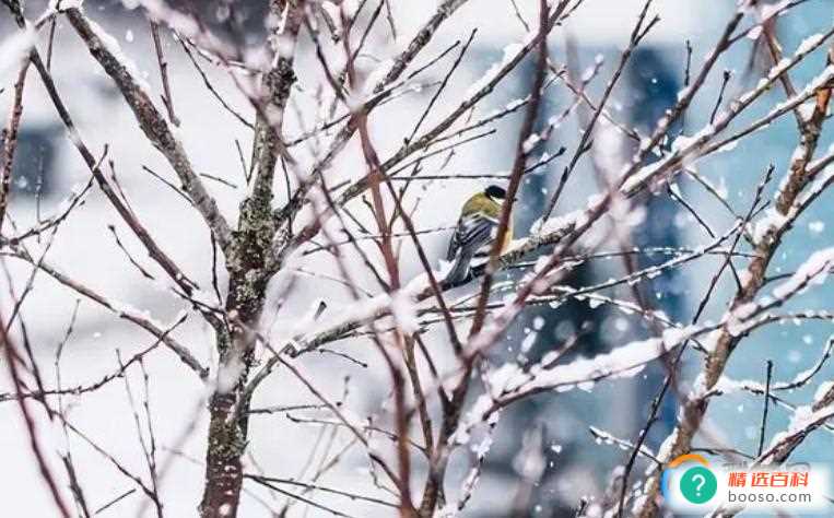 2023年3月中下旬有倒春寒吗(2023年3月中下旬会出现倒春寒的现象)