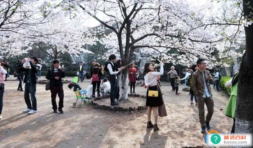 2023年武大看樱花要门票吗