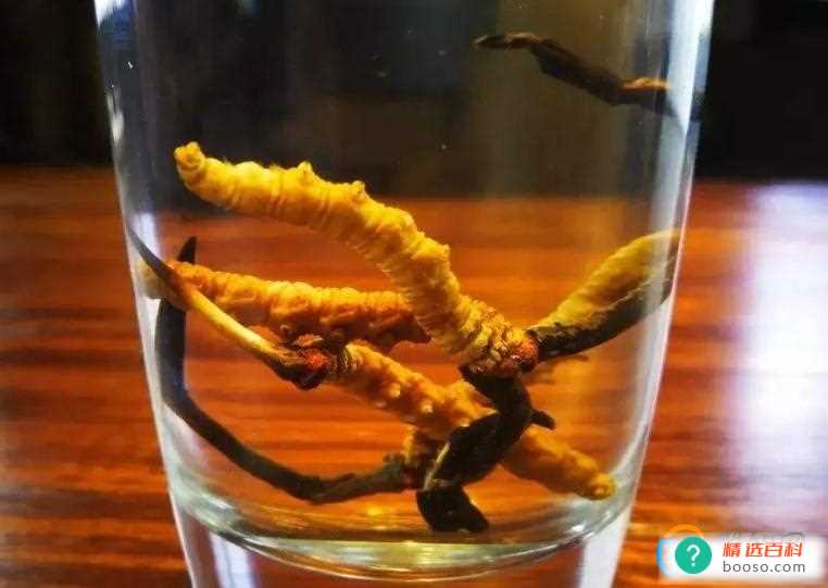 虫草泡水喝一天泡几根（3~5根）