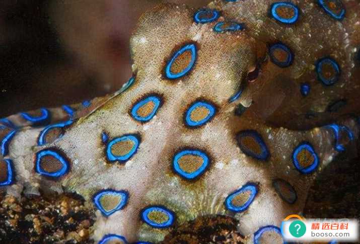 蓝环章鱼煮熟了能吃吗(蓝环章鱼煮熟了都不可以吃)
