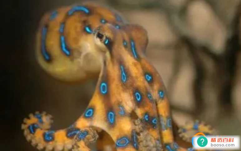 蓝环章鱼煮熟了能吃吗(蓝环章鱼煮熟了都不可以吃)