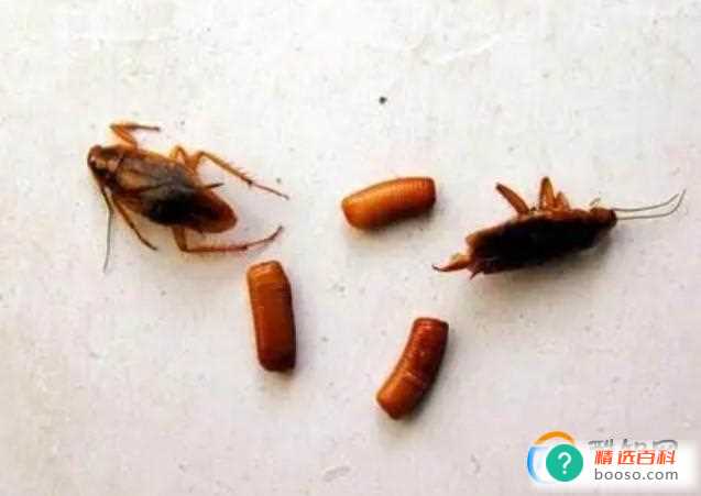 蟑螂吃了胶饵会立刻死去吗(为什么蟑螂不肯吃杀蟑胶饵)
