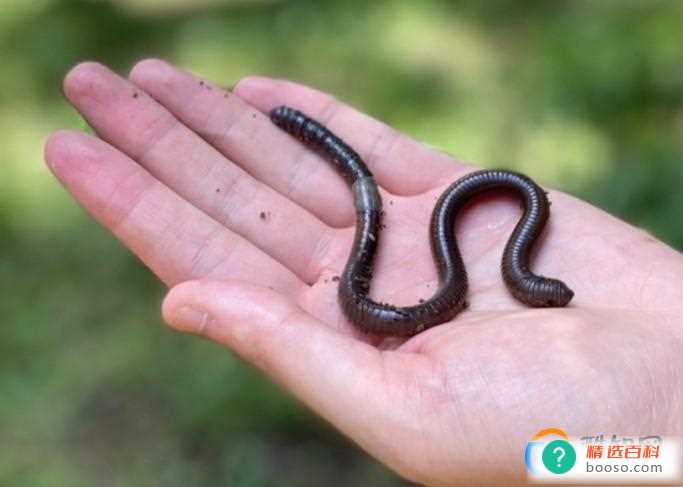 为何提打击电捕蚯蚓