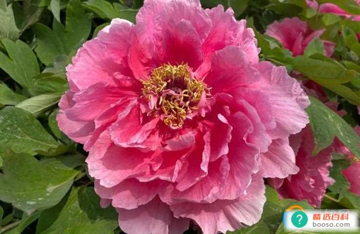 盆栽十大名花是哪些(古代十大名花排行榜)