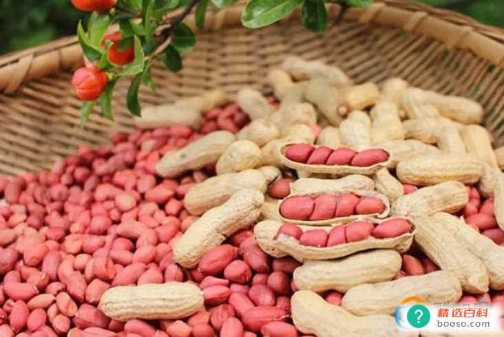 五红汤用白皮花生可以吗（不可以）