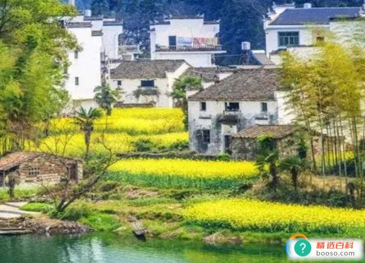 婺源油菜花2月底开了吗2023（开）