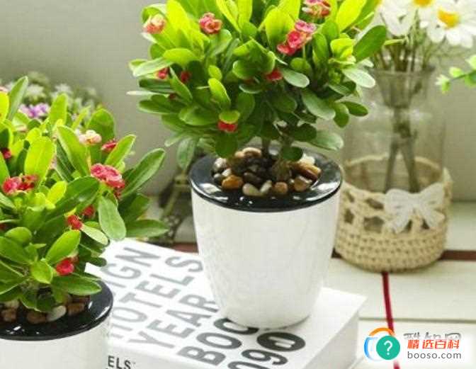 3月开什么花寓意好(家里面养的花都开花了有什么寓意)