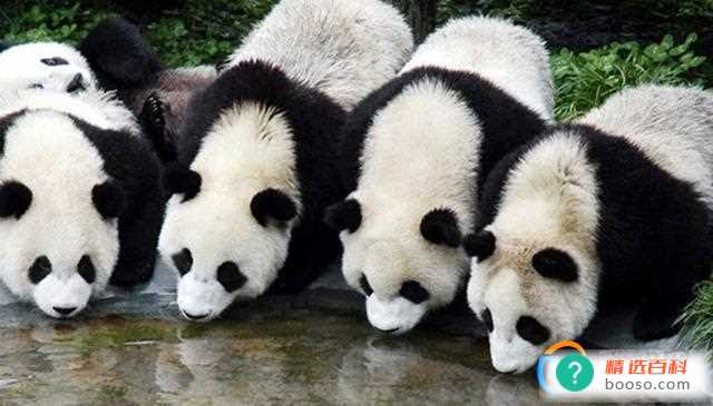 大熊猫在法律上属于哪个国家(所有大熊猫在法律上都是属于中国)