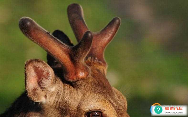 常用的滋补药材有哪些(滋阴补阳补气的药材有哪些)