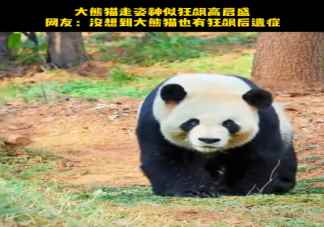 大熊猫走姿神似狂飙高启盛 为什么高启盛的步伐火了