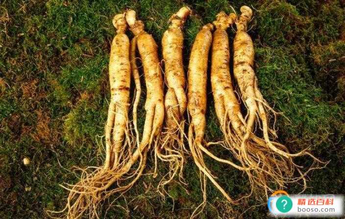 常用的滋补药材有哪些(滋阴补阳补气的药材有哪些)