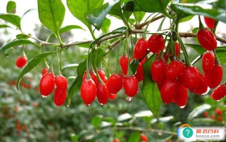 常用的滋补药材有哪些(滋阴补阳补气的药材有哪些)