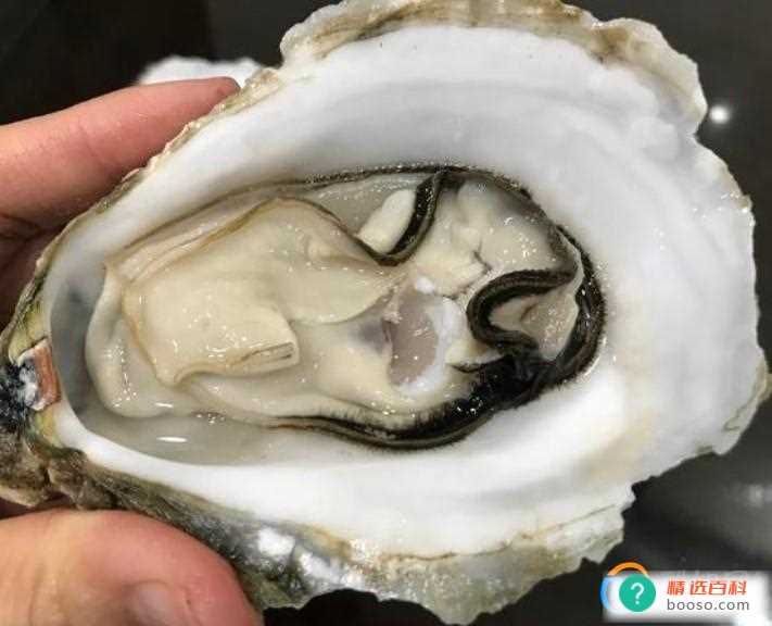 牡蛎和生蚝的区别是什么(牡蛎和生蚝的区别是什么意思啊)