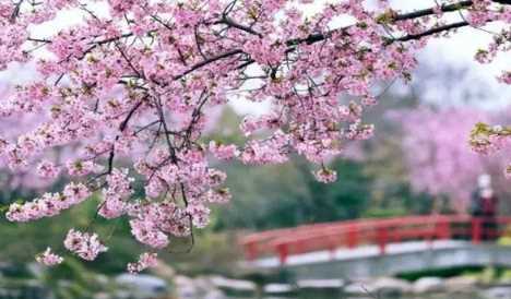 2023年武汉樱花节是几月份(2023年武汉樱花节什么时候开始)