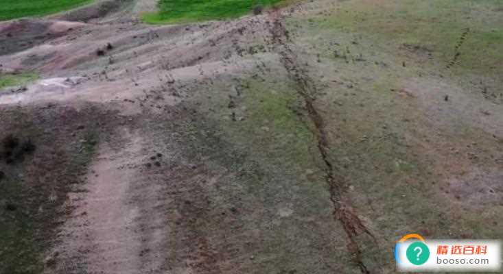 土耳其地震后松毛虫大规模入侵