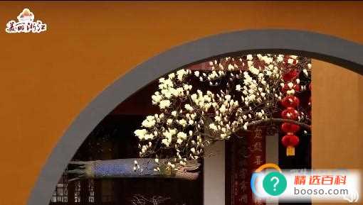 杭州法喜寺的500岁玉兰盛开了吗(杭州法喜寺里有一株年代久远的古玉兰)