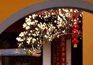 杭州法喜寺500岁玉兰盛放 玉兰花有多少品种