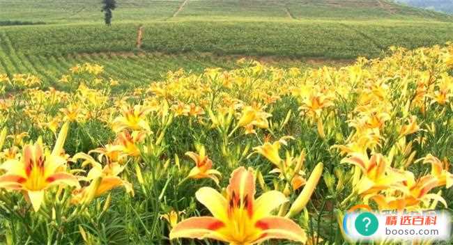 黄花菜浸泡多长时间最好(干黄花菜要泡多久才可以煮)